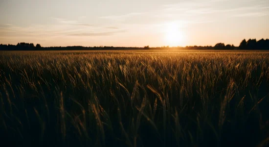 2026 QBP Sustainability Wheat